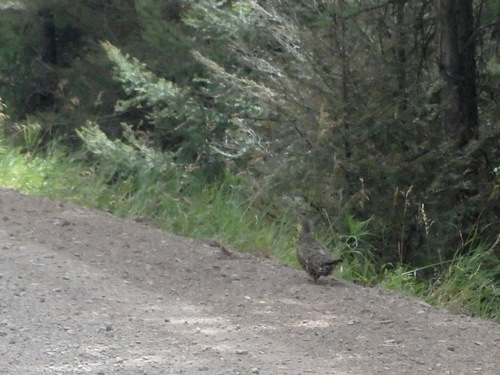 GDMBR: Grouse Crossing.